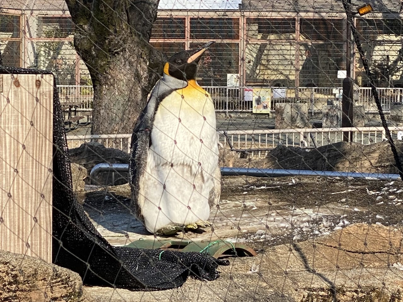 東山動物園鳥インフルエンザ皇帝ペンギン