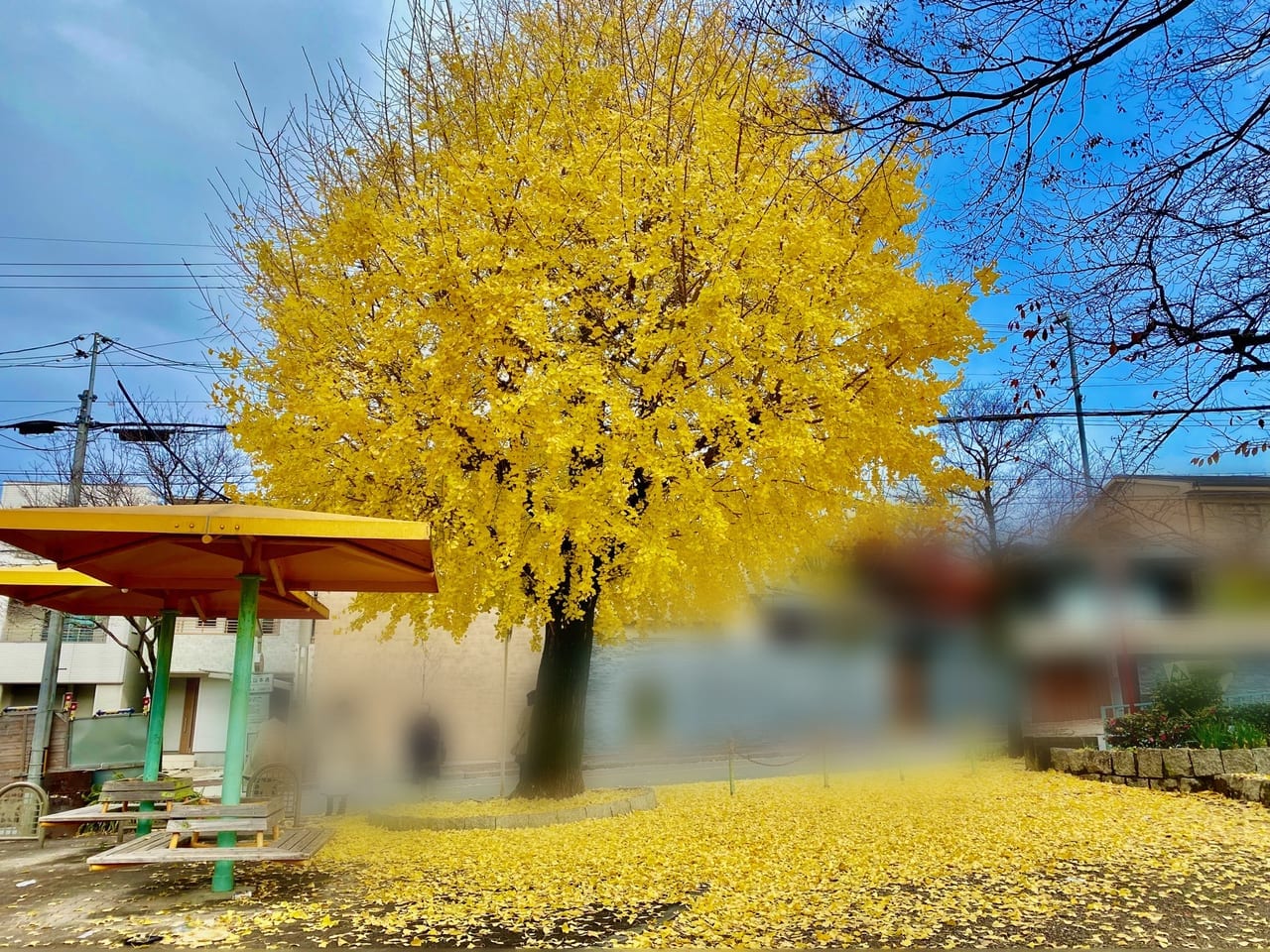 南明公園の銀杏の木