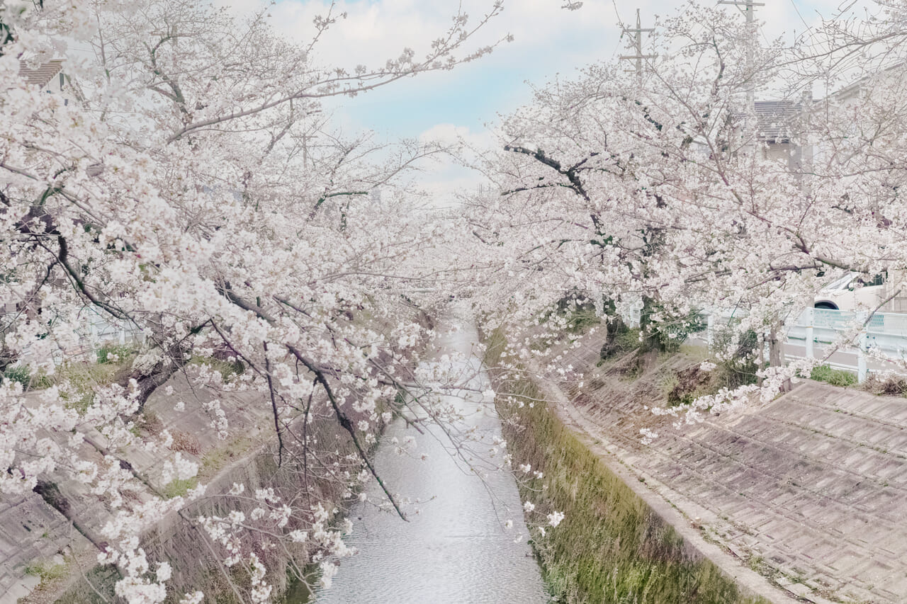 千種区大島町の山崎川の桜