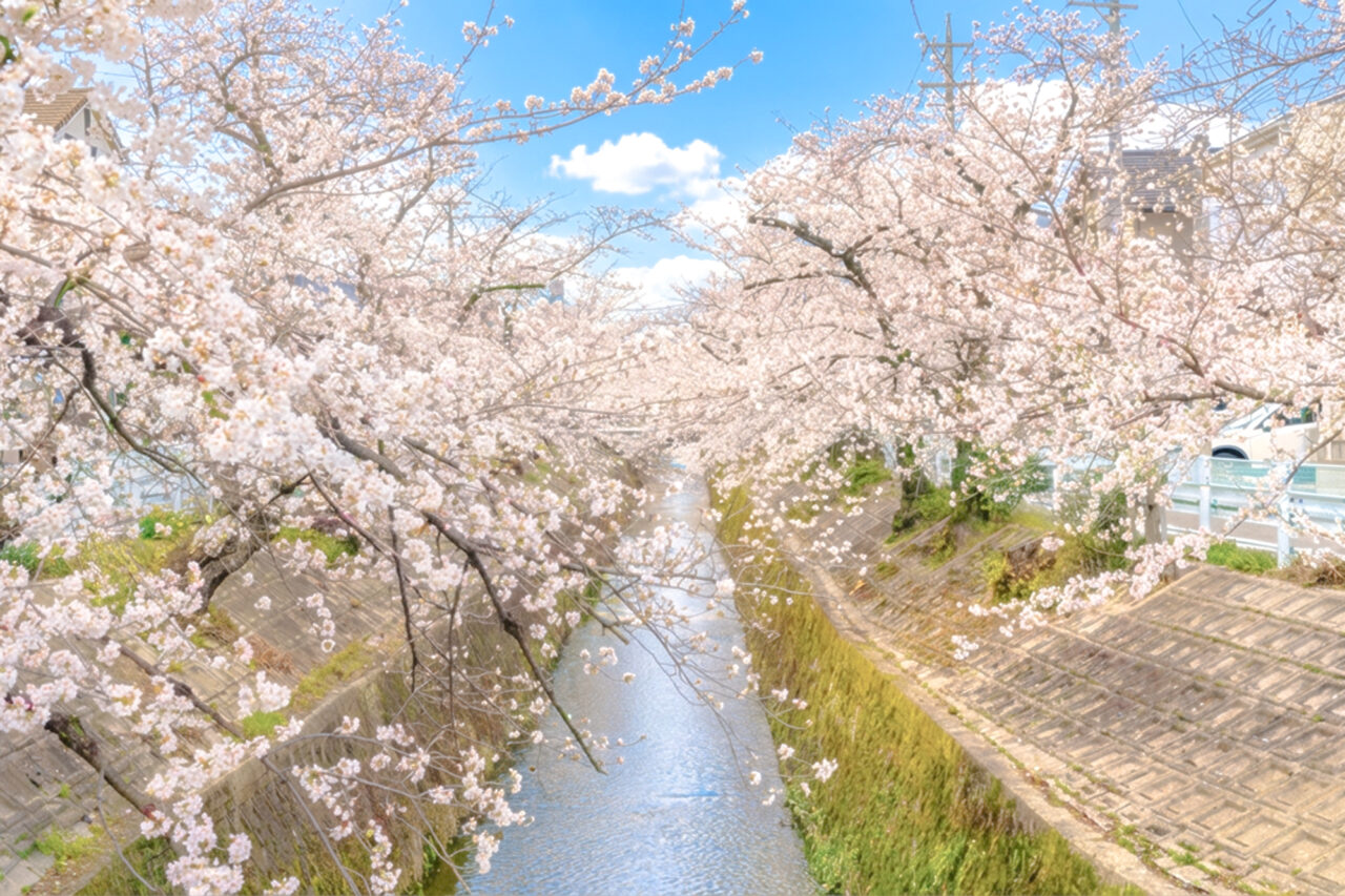 山崎川の桜