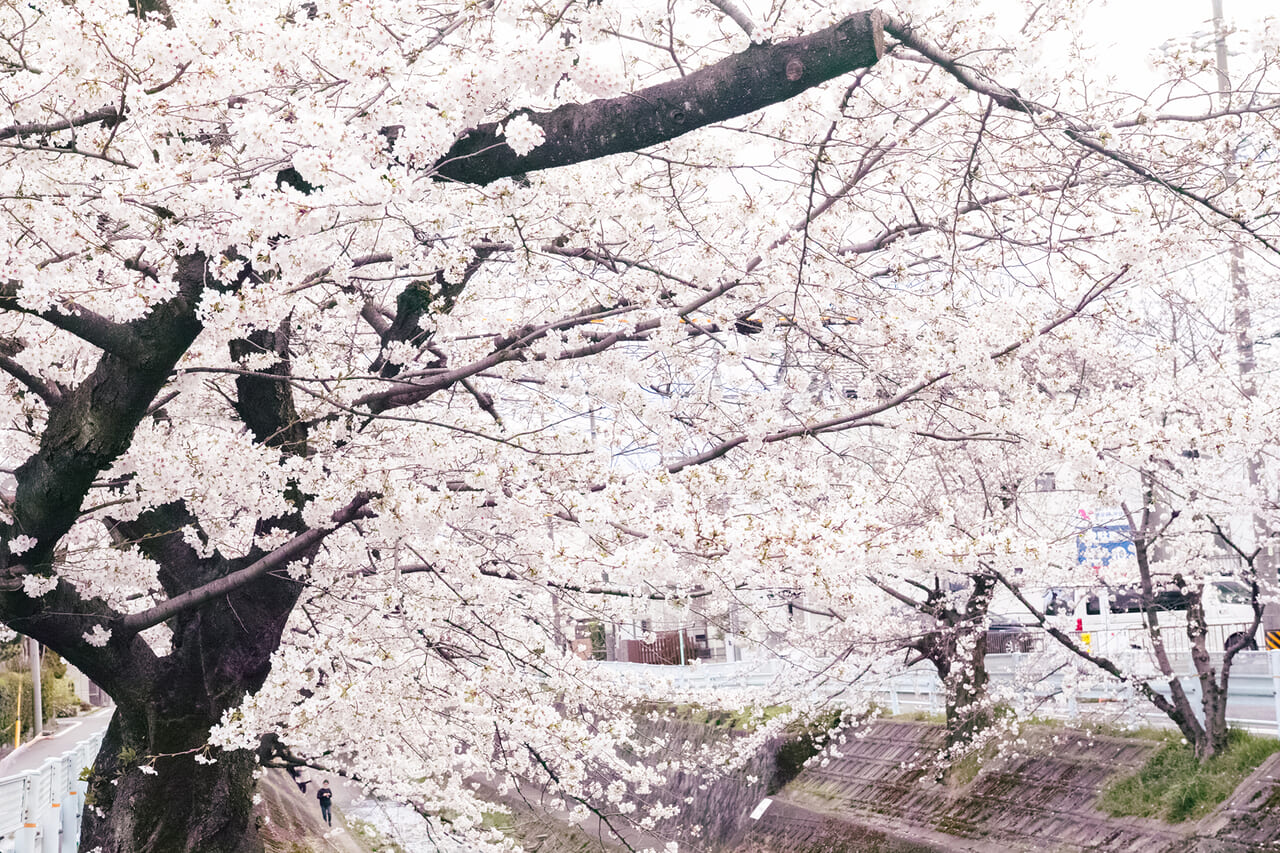 千種区大島町の山崎川の桜