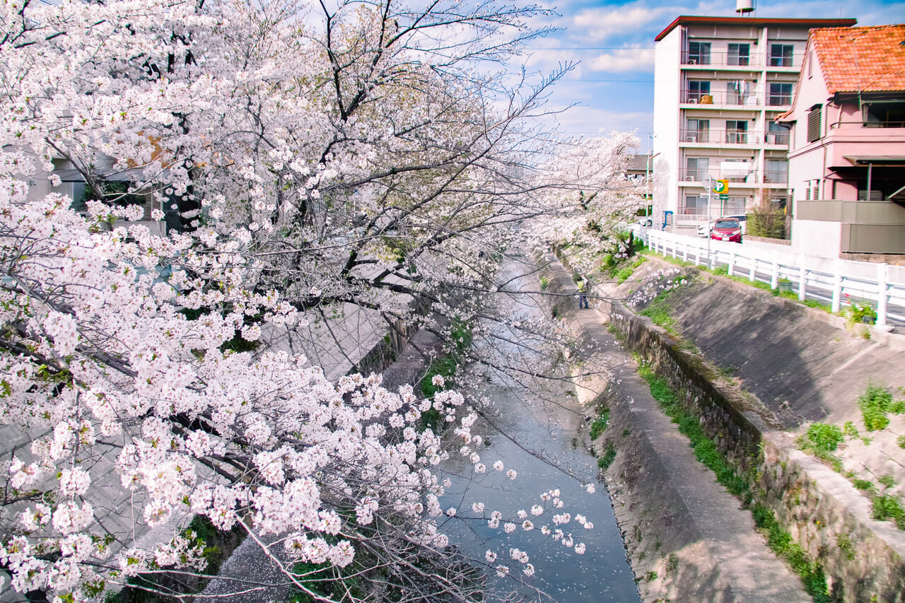 山崎川の満開の桜