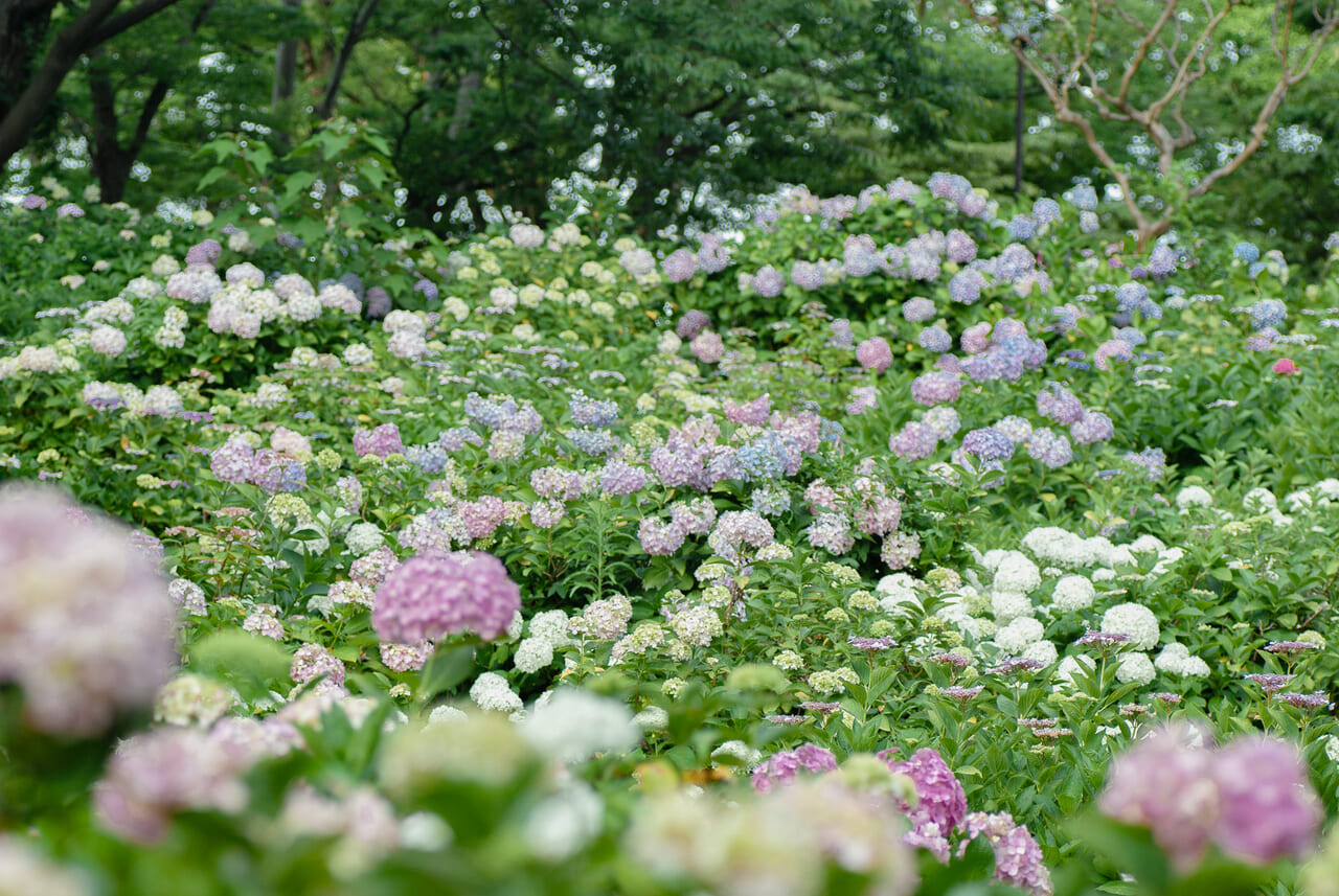 茶屋ヶ坂公園の紫陽花