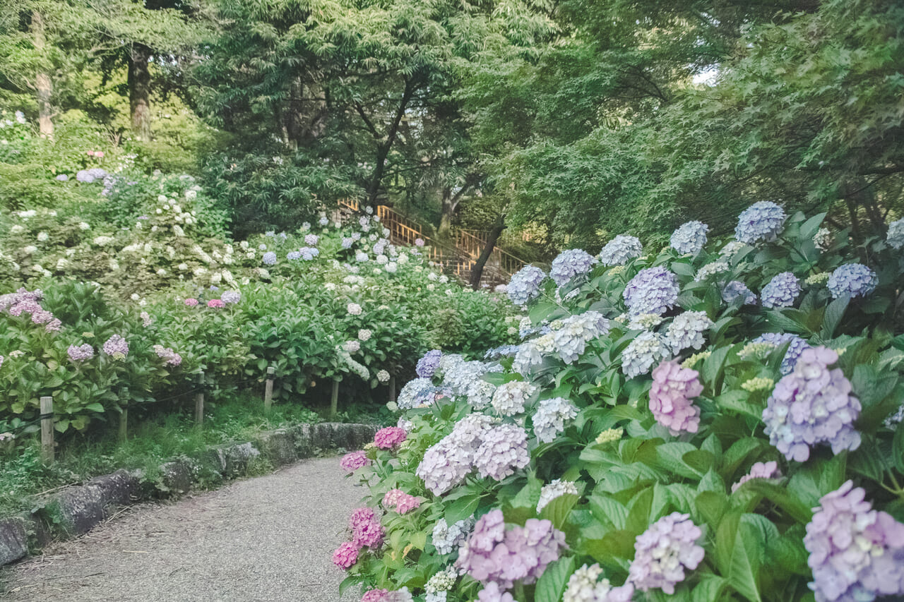茶屋ヶ坂公園の紫陽花