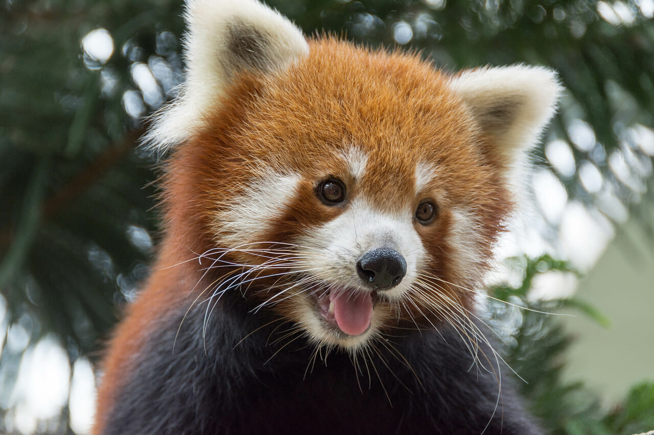 名東区立つながる仮想動物園