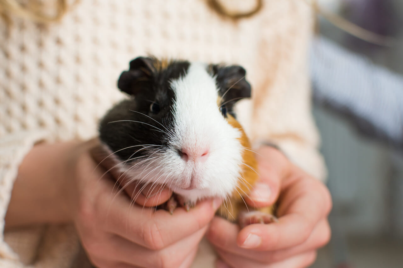 東山動物園モルモット講座