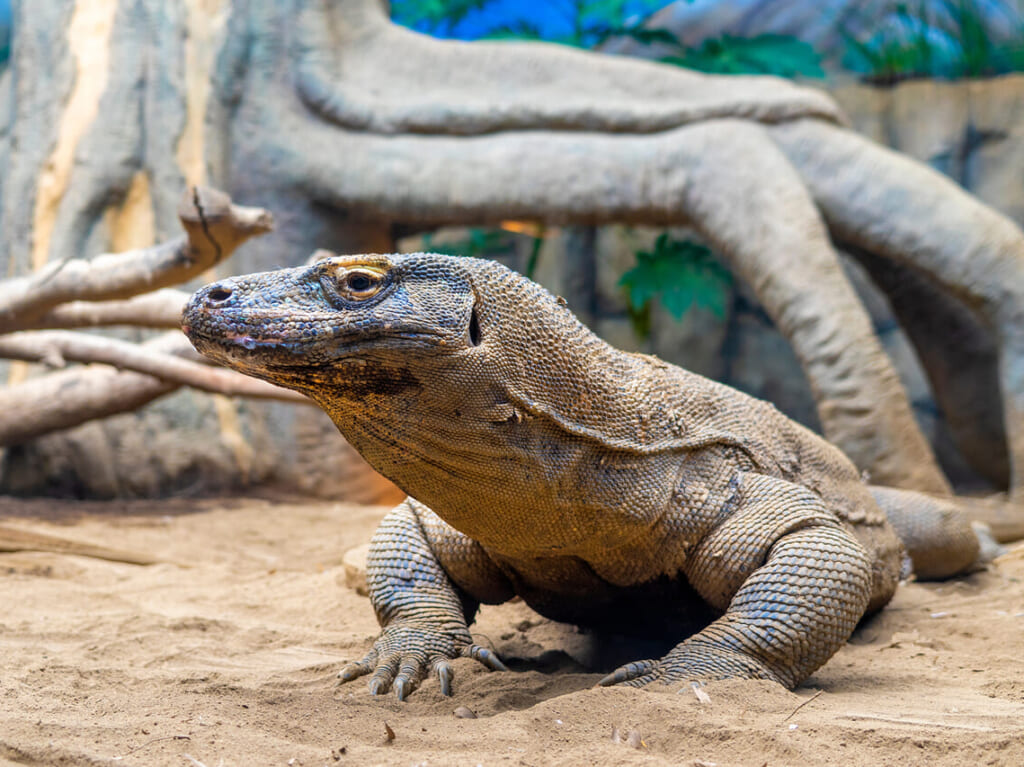 コモドオオトカゲが東山動植物園にやってきた！