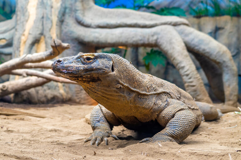 コモドオオトカゲが東山動植物園にやってきた！