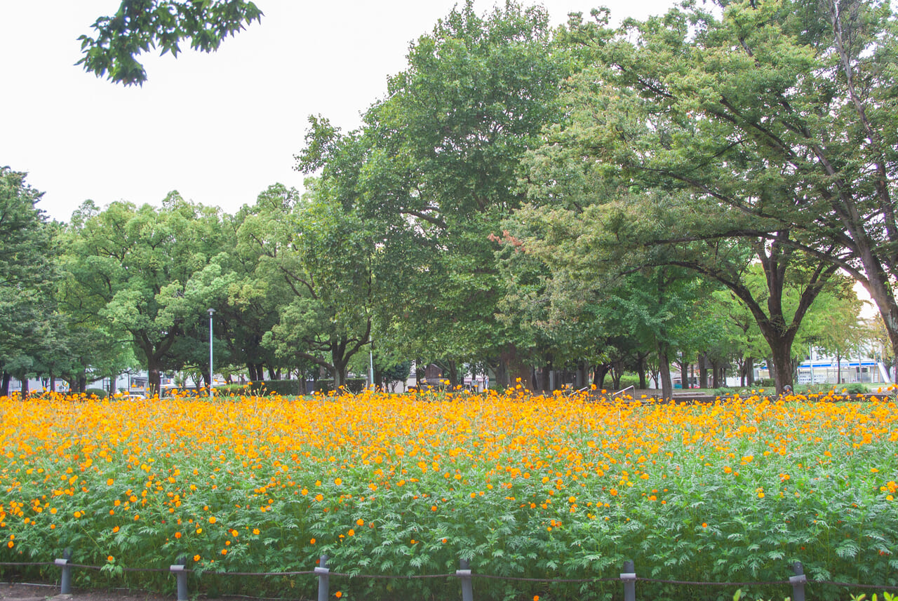 千種公園キバナコスモス