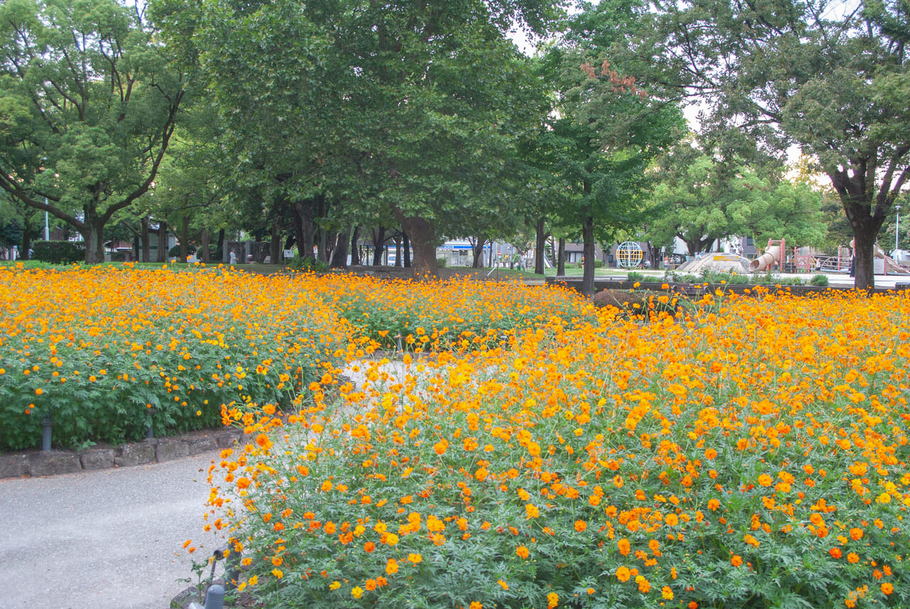 千種公園キバナコスモス