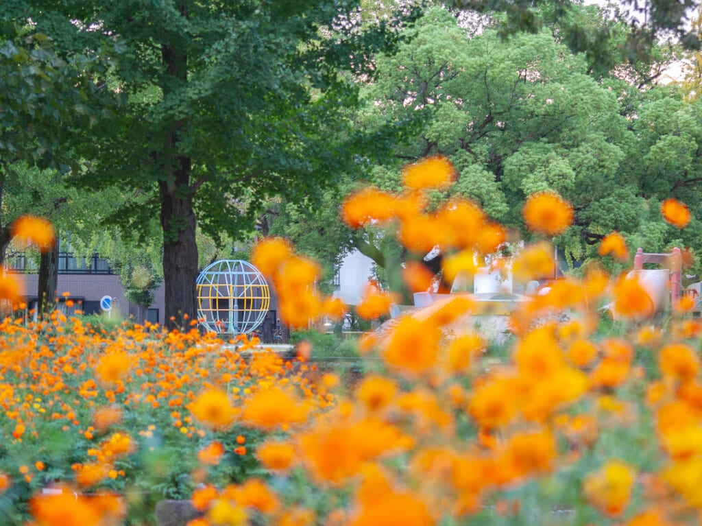 千種公園キバナコスモス