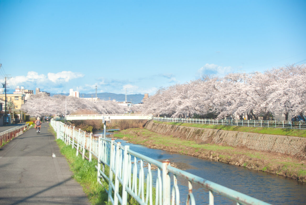 香流川の桜並木