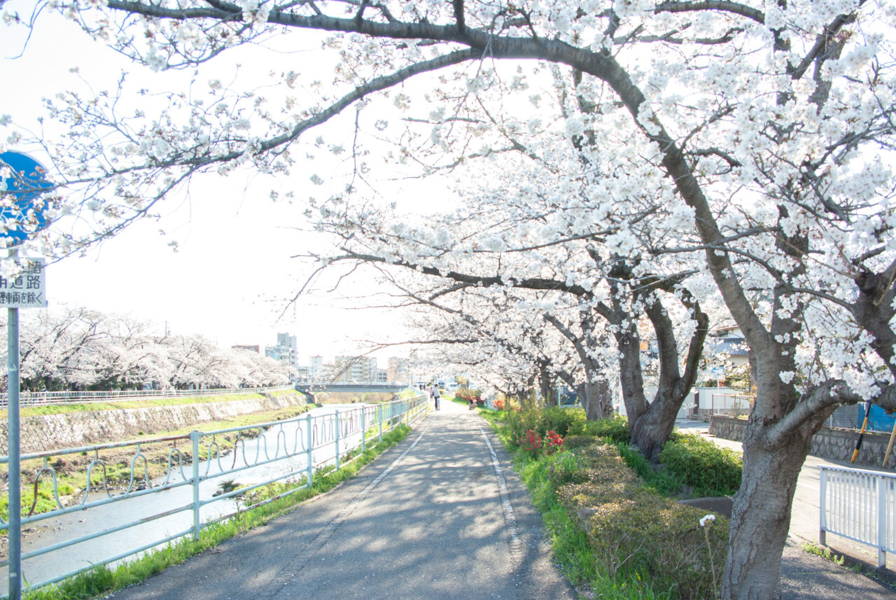 香流川の桜並木