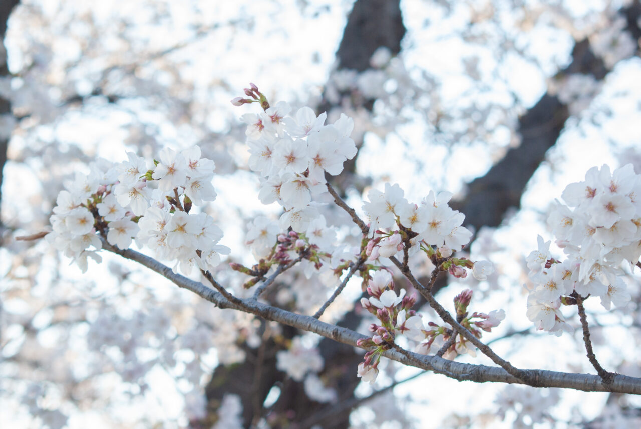 香流川の桜並木