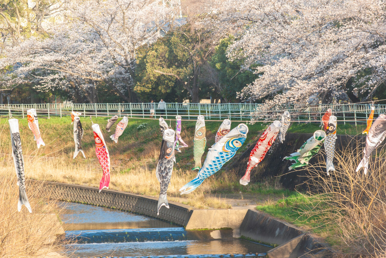 香流川の桜並木