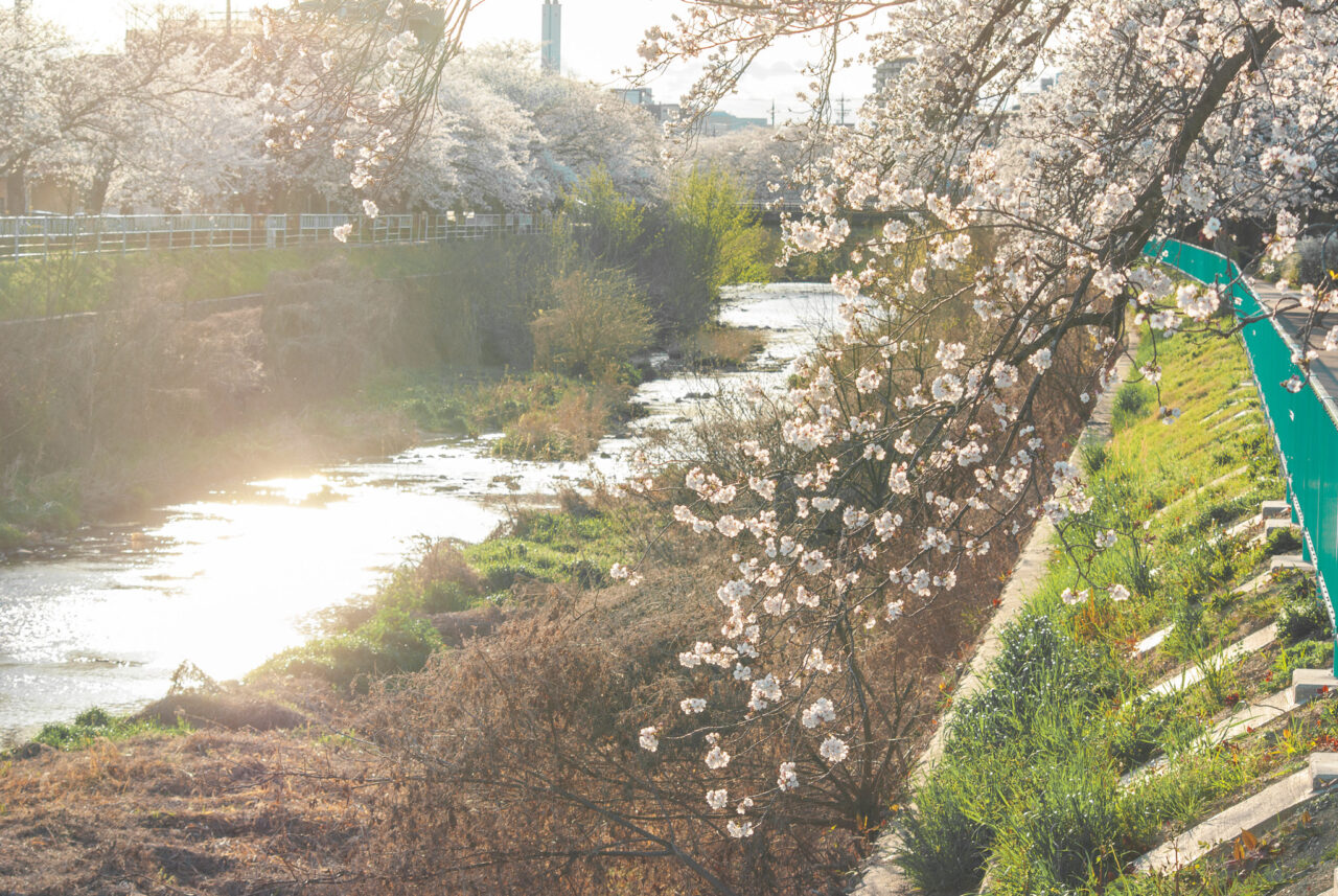 香流川の桜並木