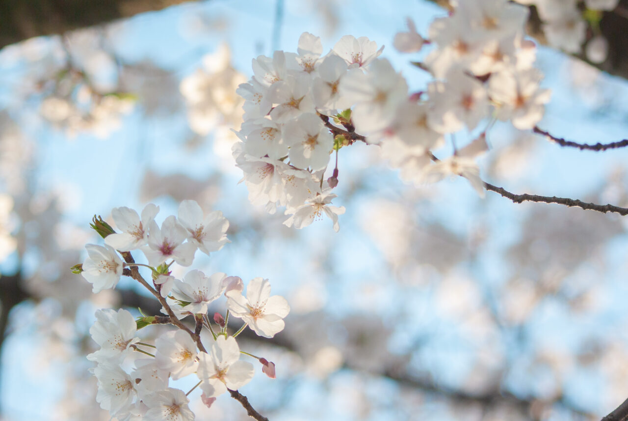 香流川の桜並木