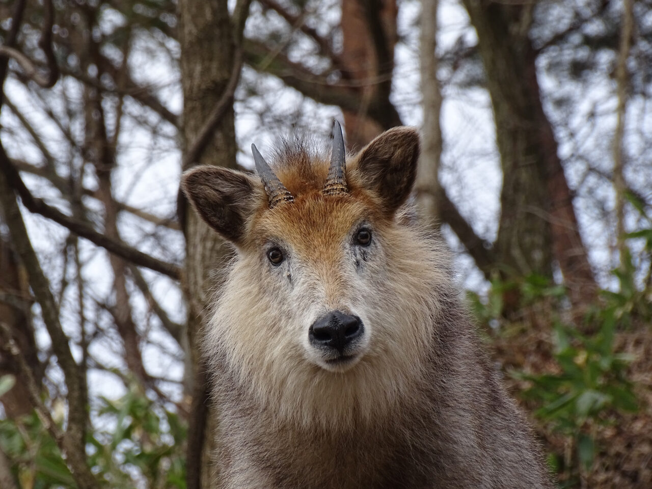 ニホンカモシカ