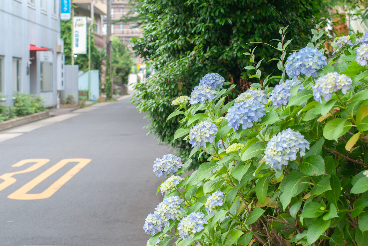 水道みち緑道のアジサイ