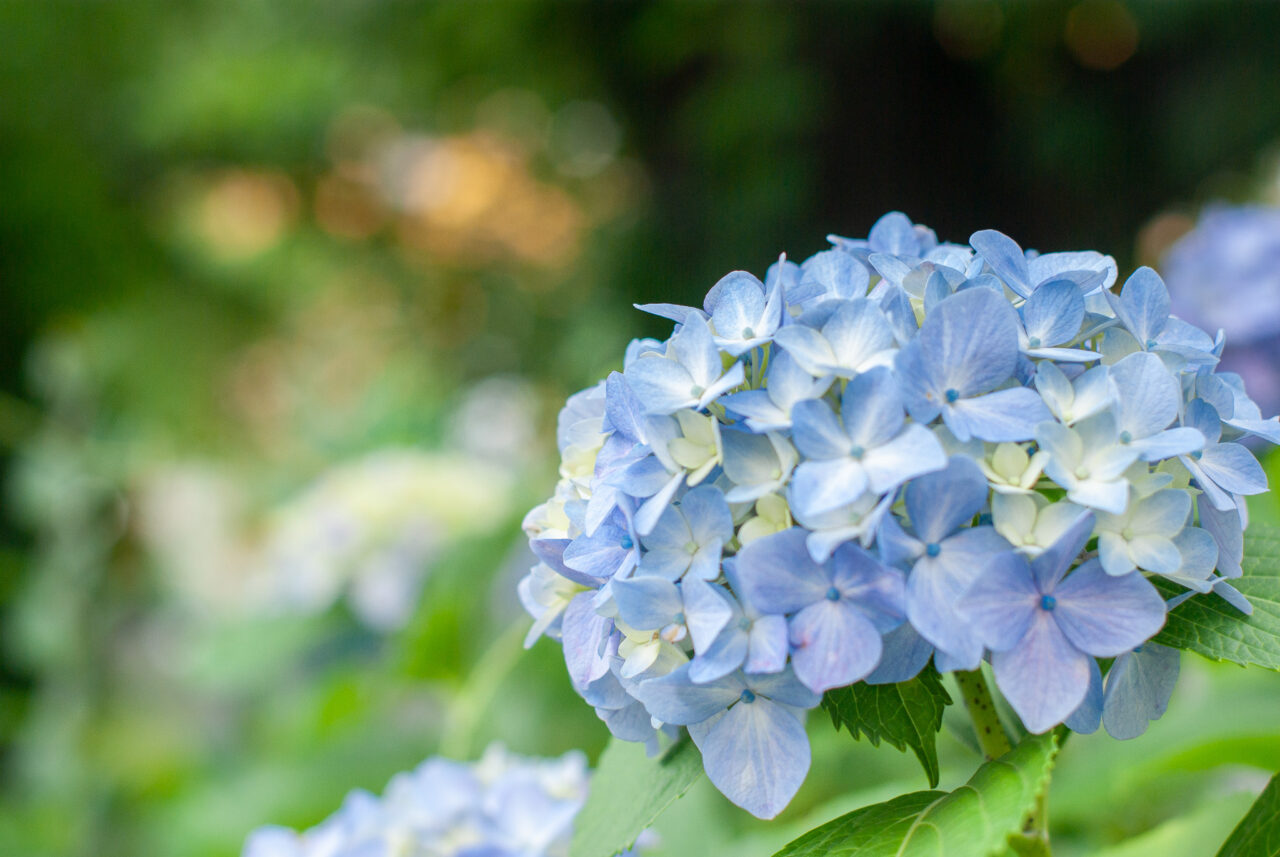 千種区の花アジサイ写真 作品募集