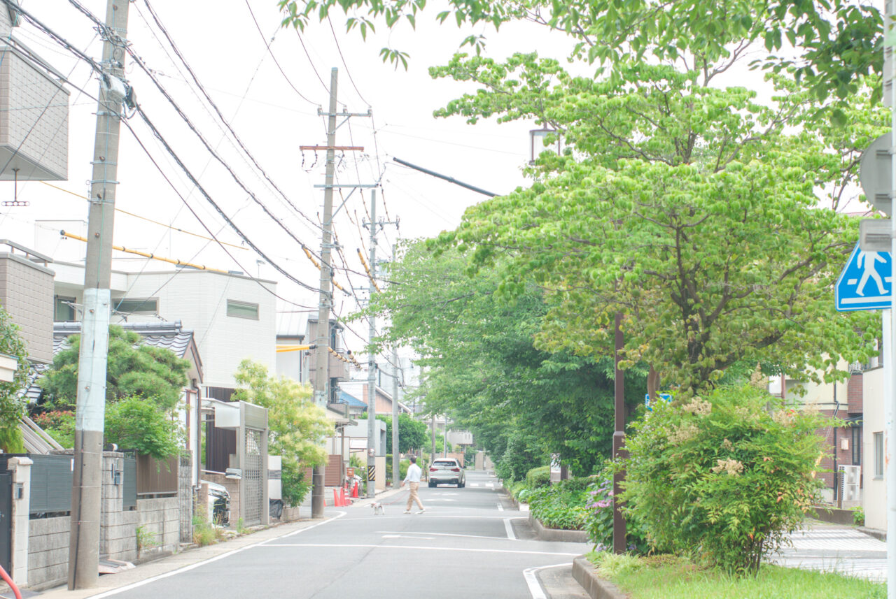 すいどうみち緑道のアジサイ