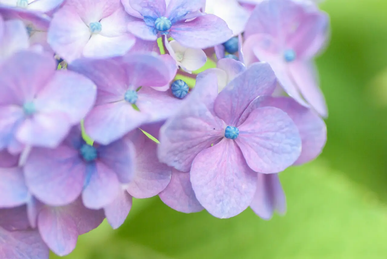 千種区の花アジサイ写真 作品募集