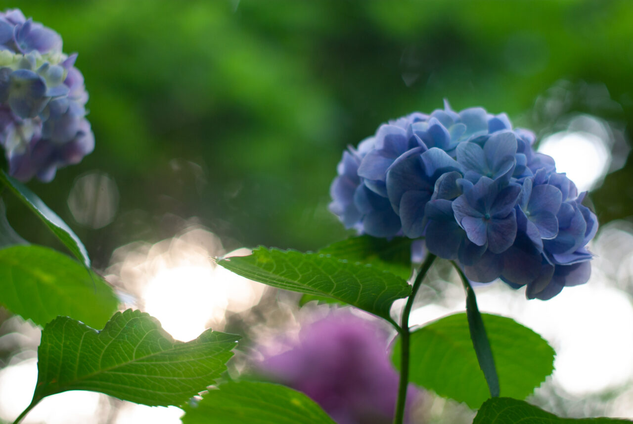 千種区の花アジサイ写真 作品募集