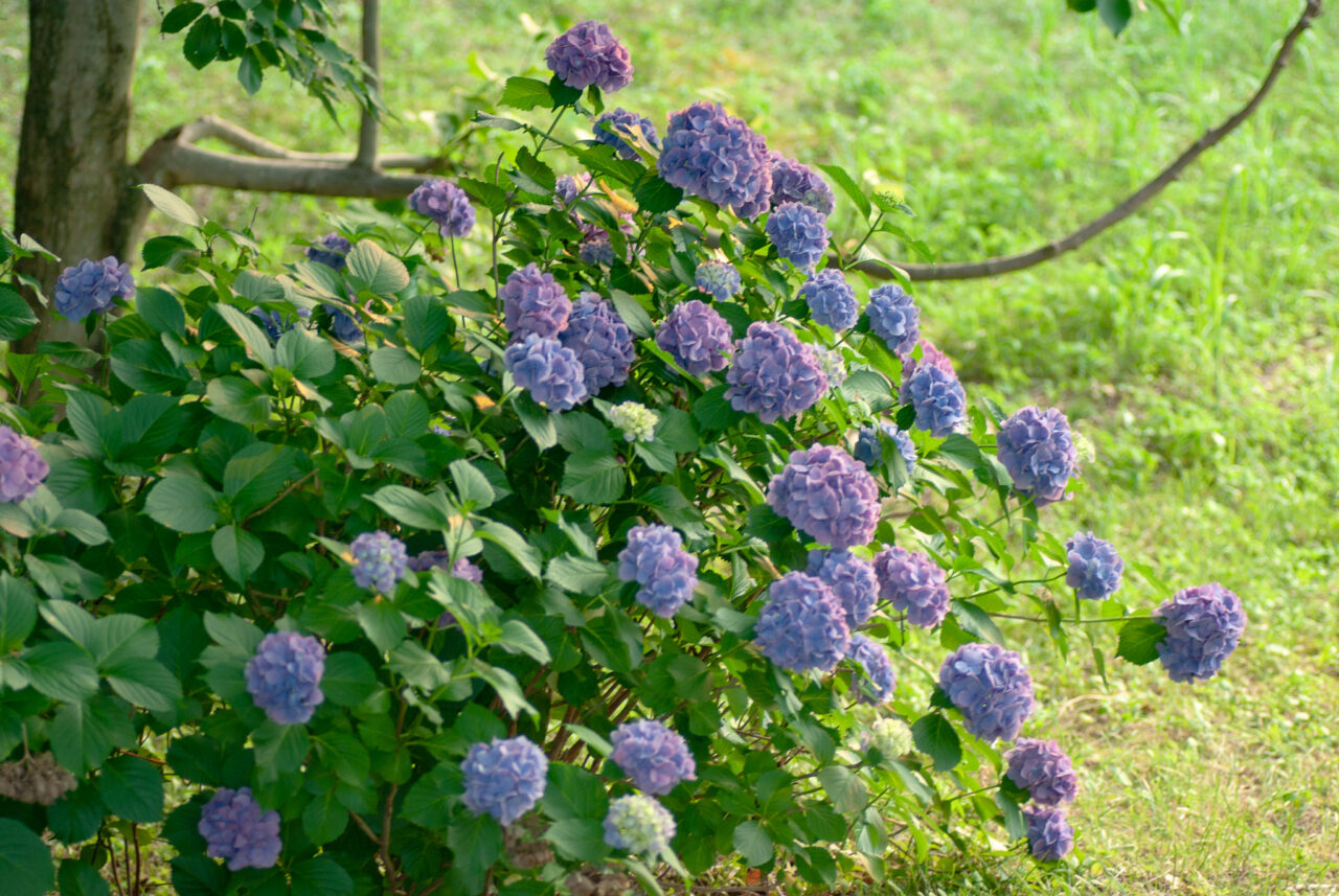 千種区の花アジサイ写真 作品募集