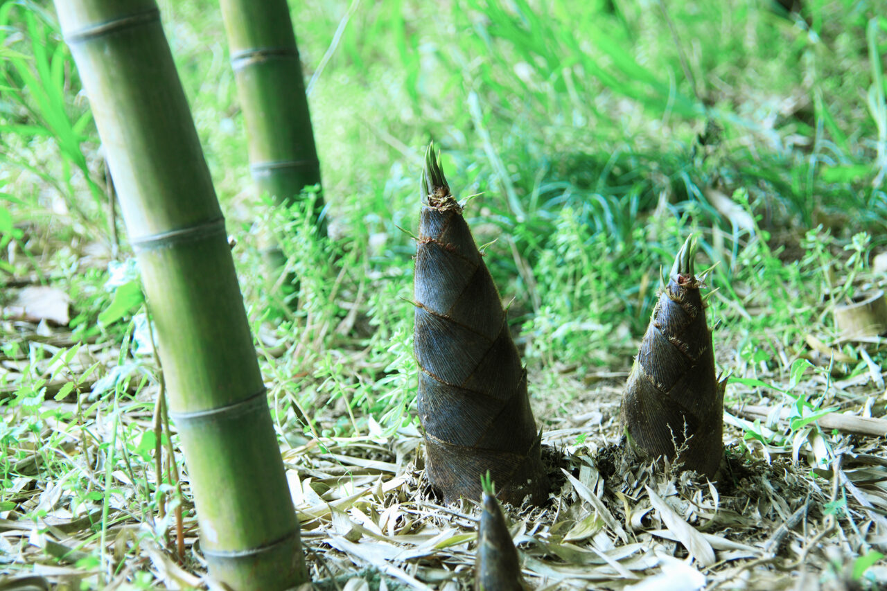猪高の森 竹刈り体験会