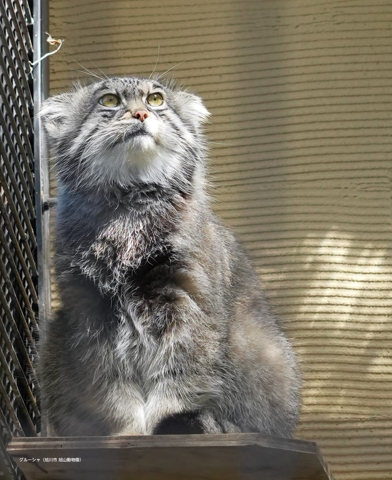 マヌルネコカレンダー