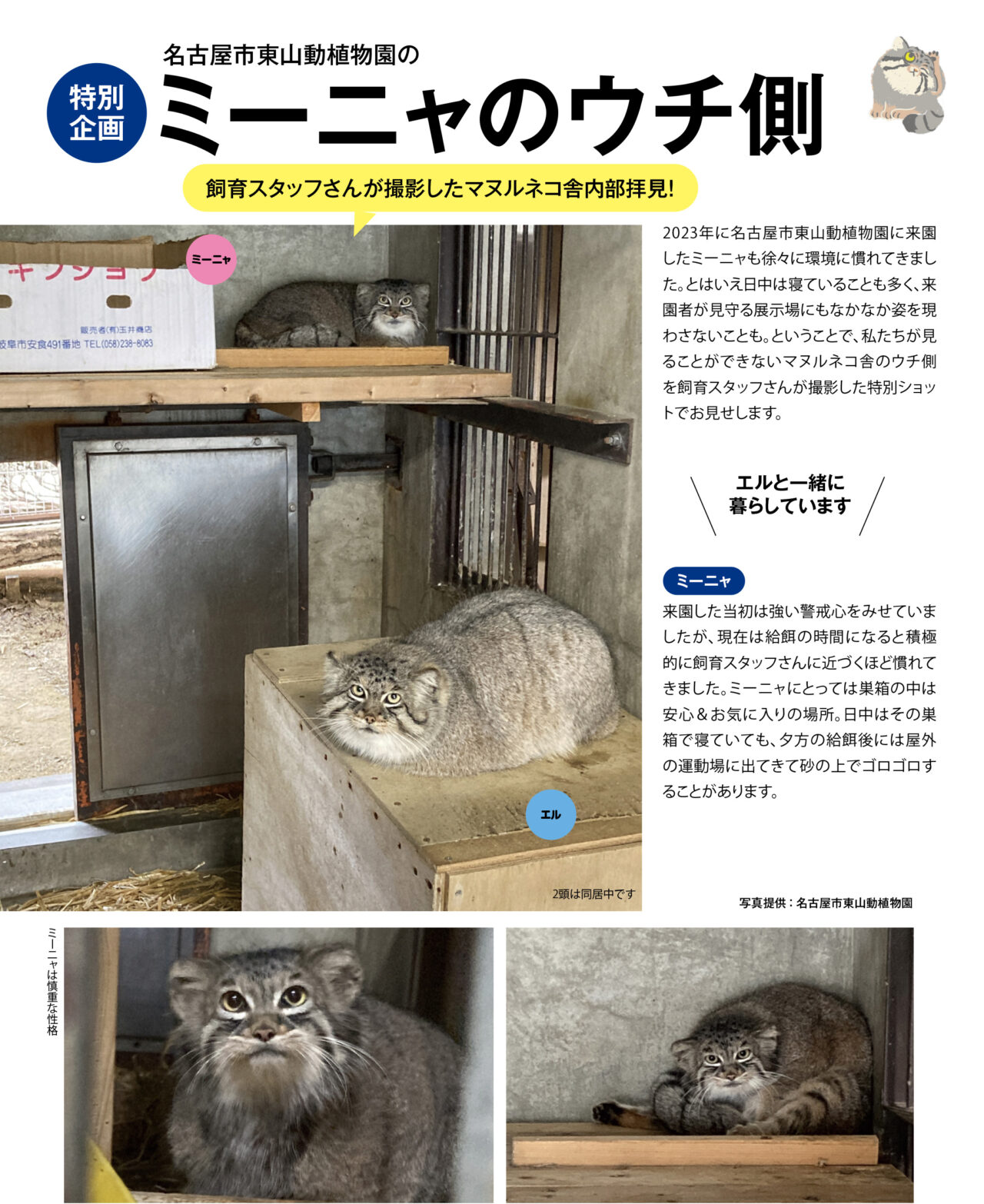 マヌルネコカレンダー