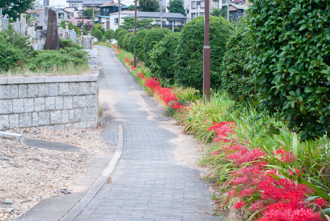 日泰寺奉安塔彼岸花