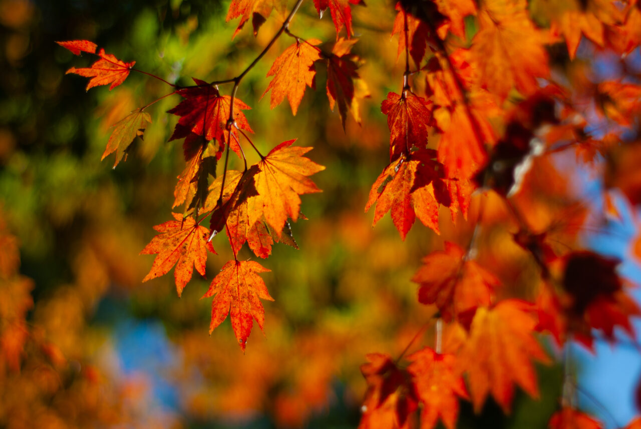 愛知サムライガーデンフォトコンテスト2025