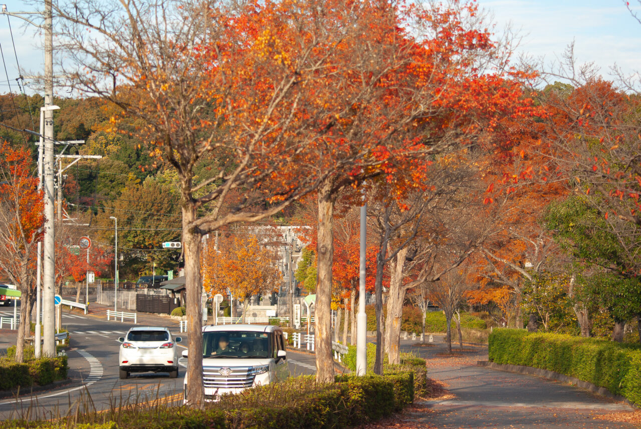 平和公園紅葉