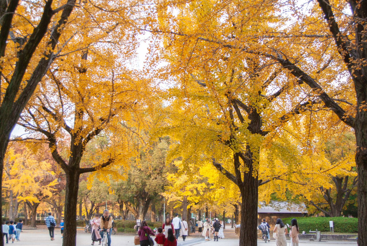 千種公園イチョウ並木