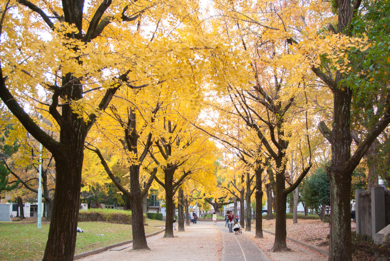 千種公園イチョウ並木