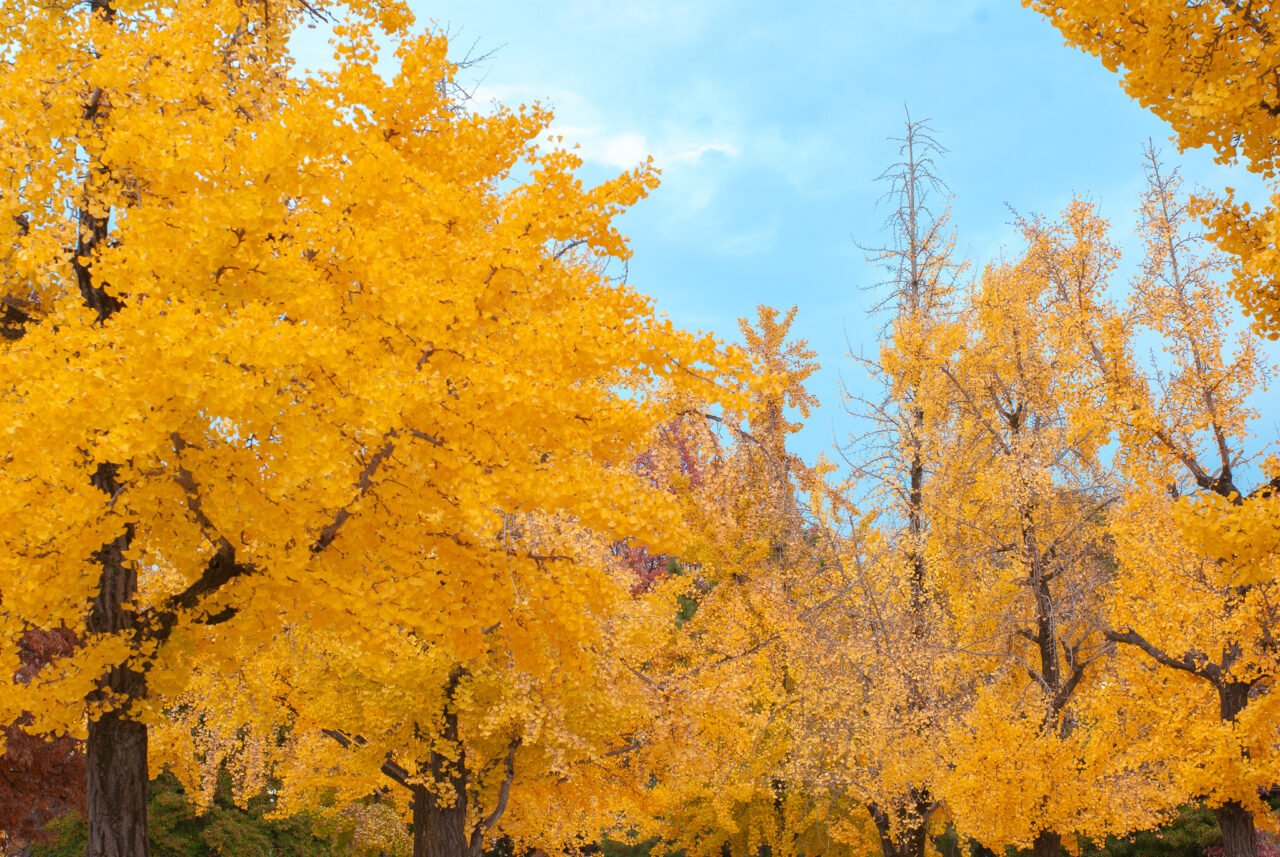 千種公園イチョウ並木