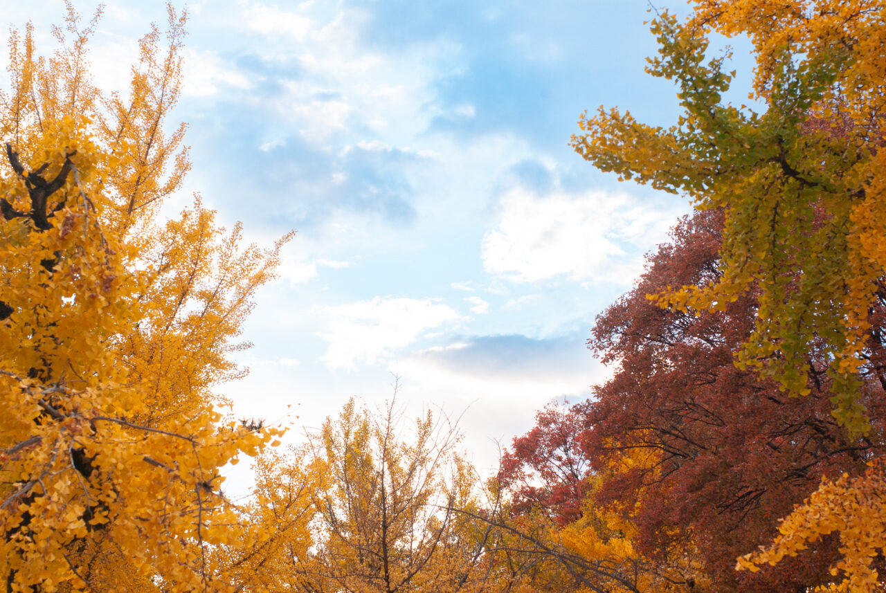 千種公園イチョウ並木