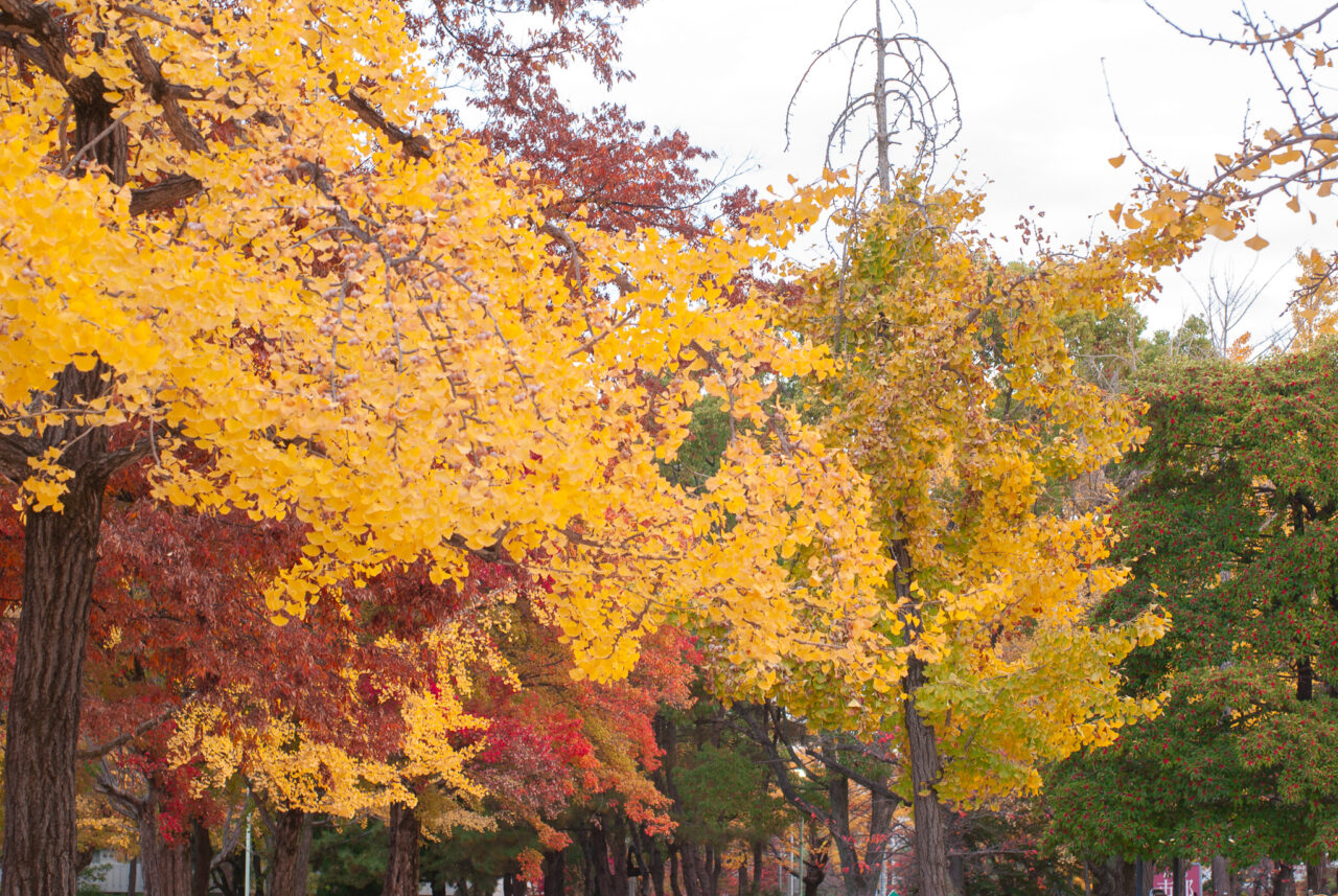千種公園イチョウ並木