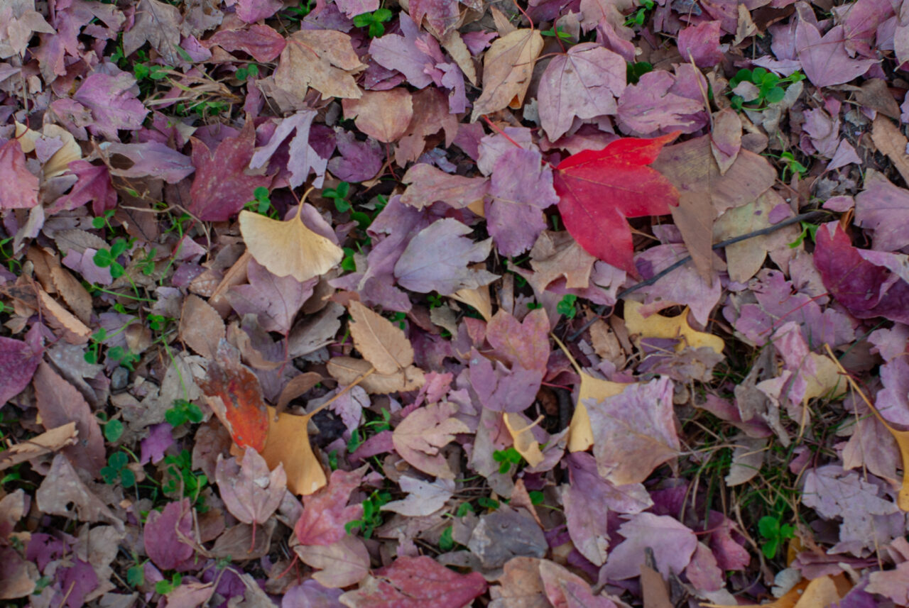 千種公園イチョウ並木
