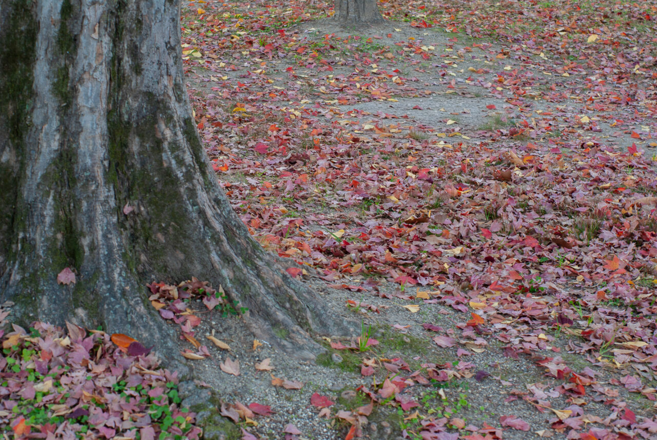 千種公園イチョウ並木