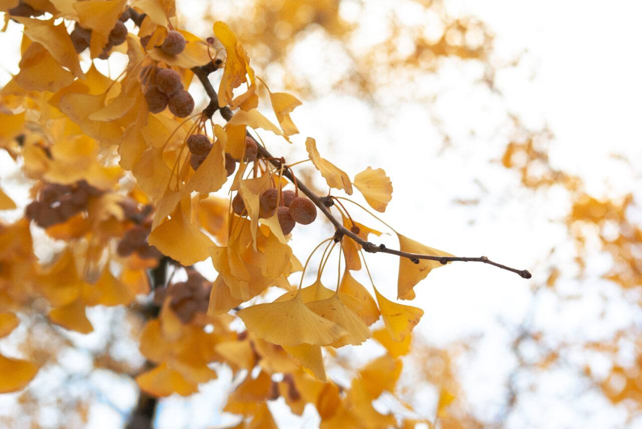 千種公園イチョウ並木