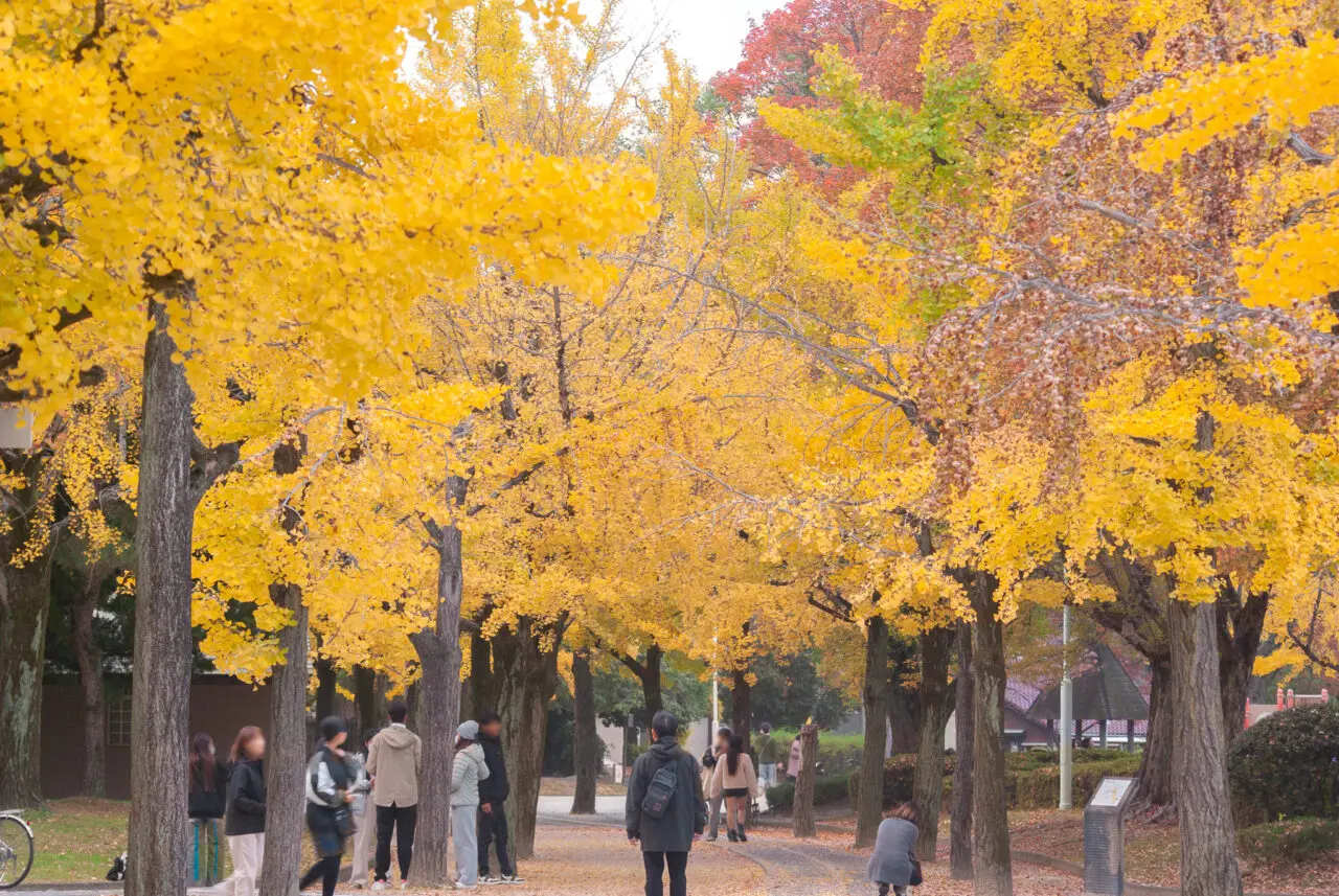 千種公園イチョウ並木