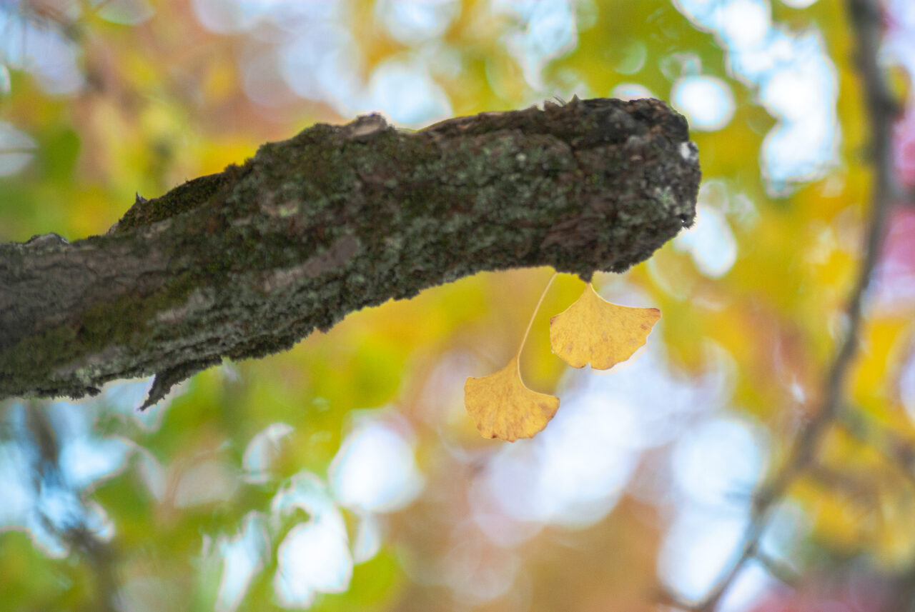 千種公園イチョウ並木