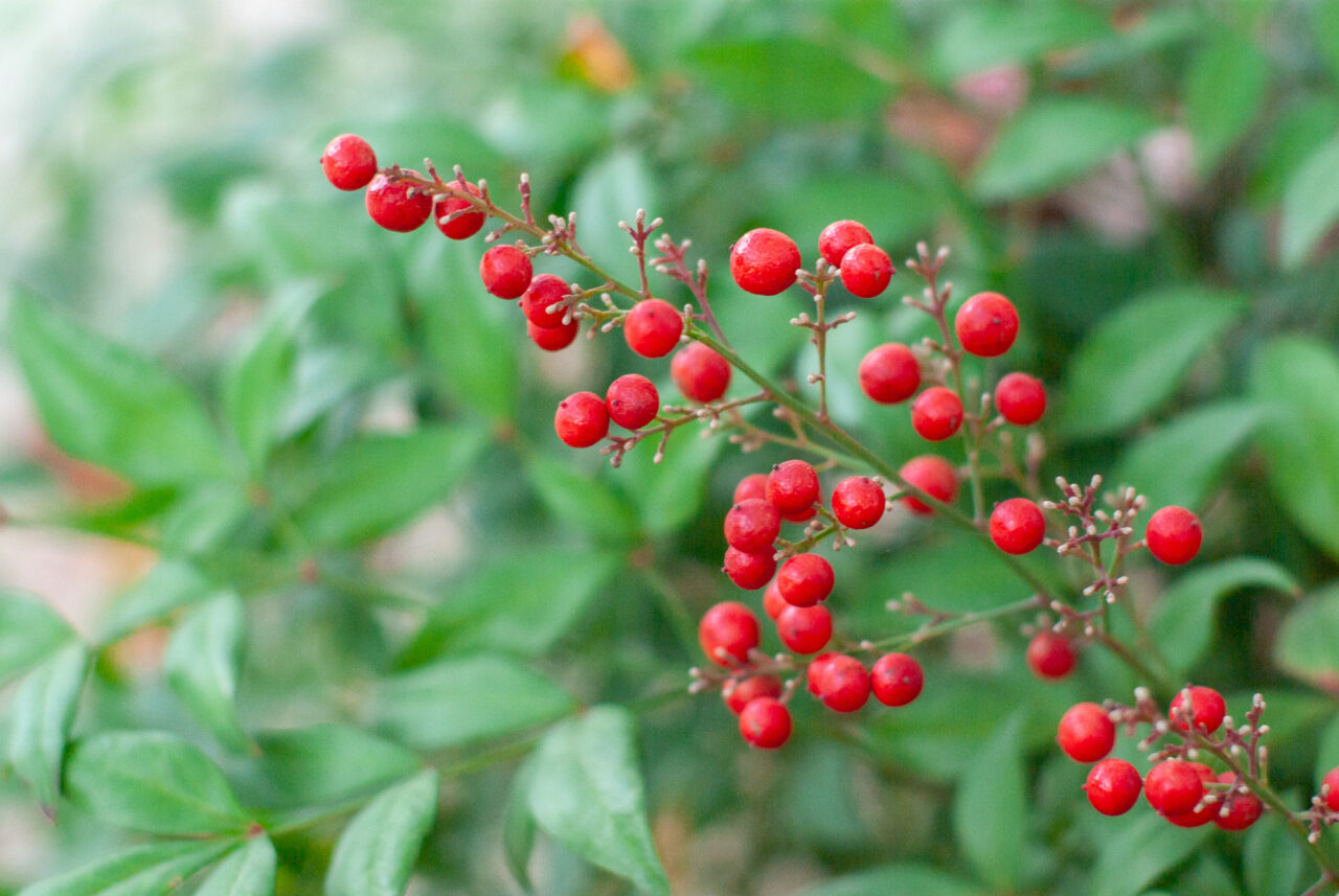 千種公園イチョウ並木