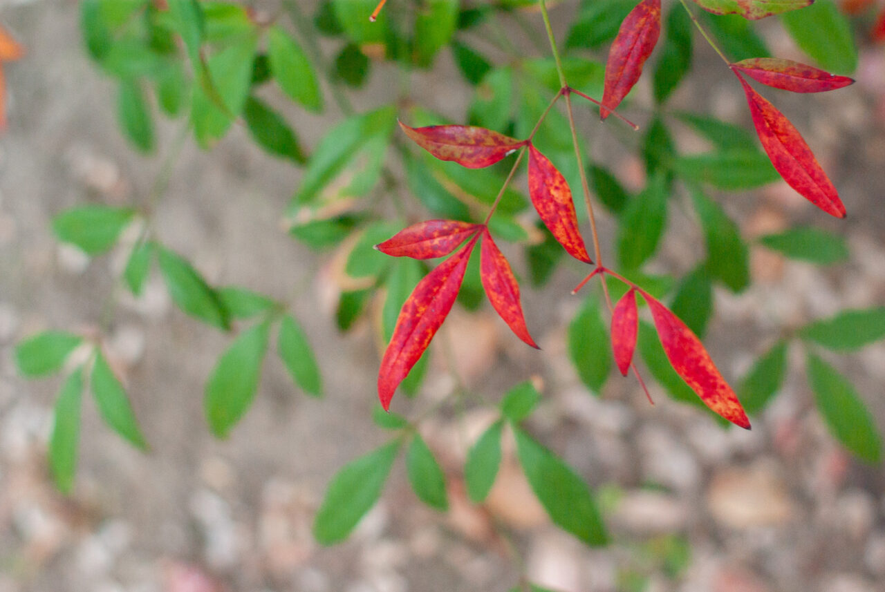 千種公園イチョウ並木
