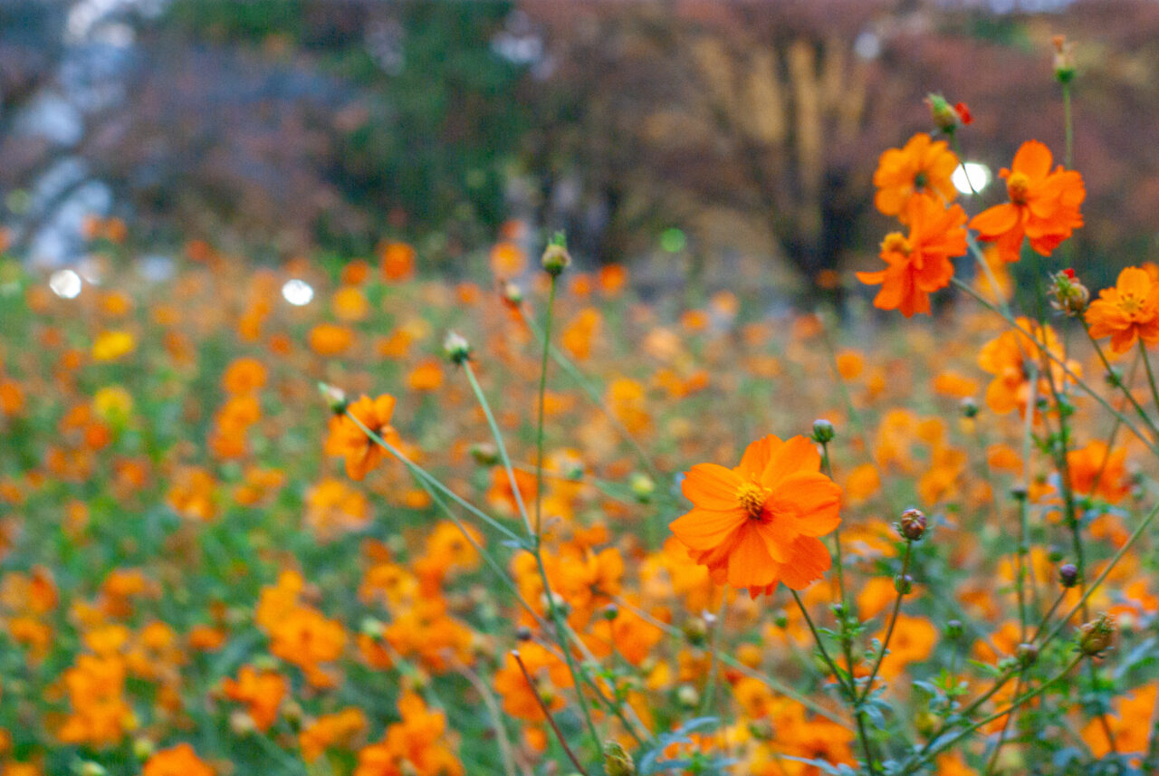 千種公園イチョウ並木