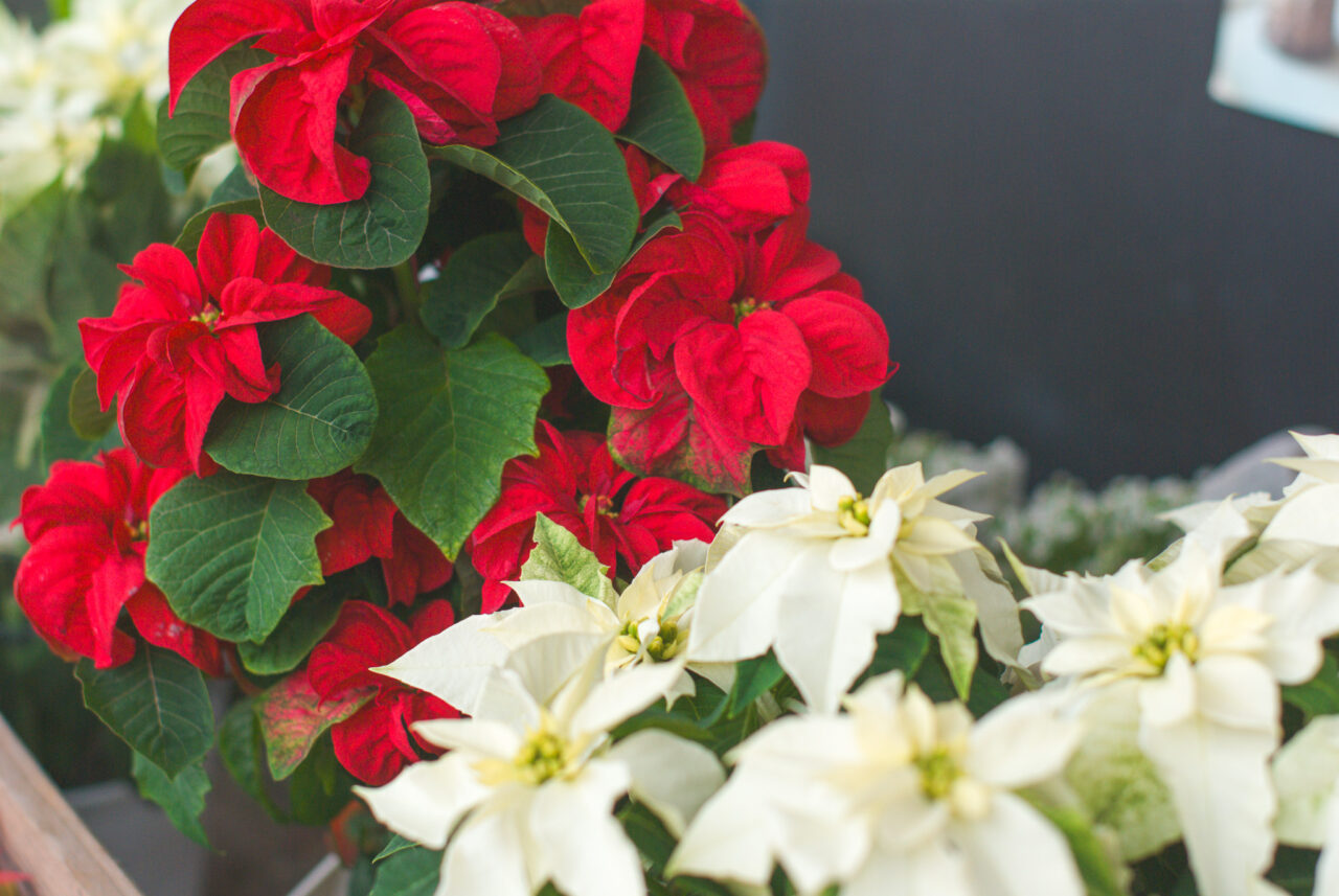 ニシヤマナガヤ