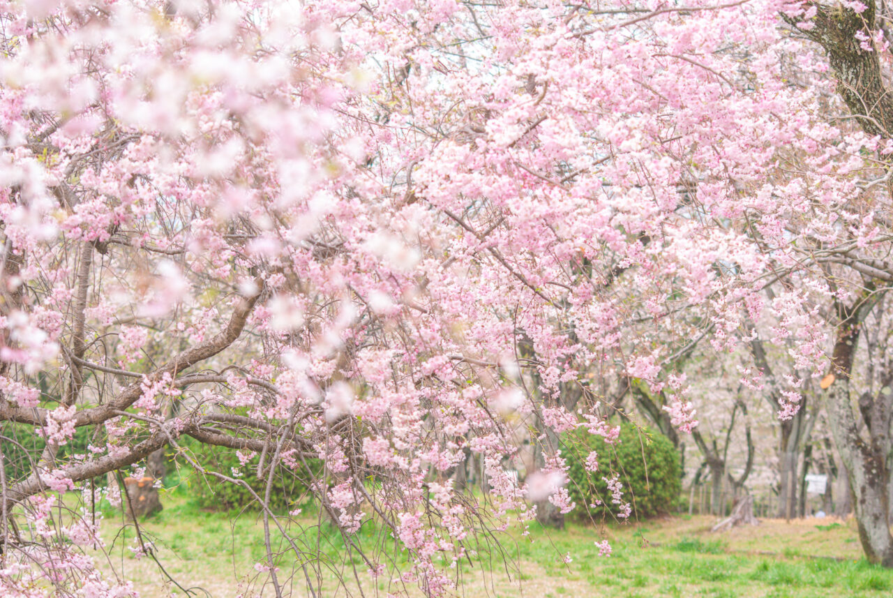 平和公園 櫻の園
