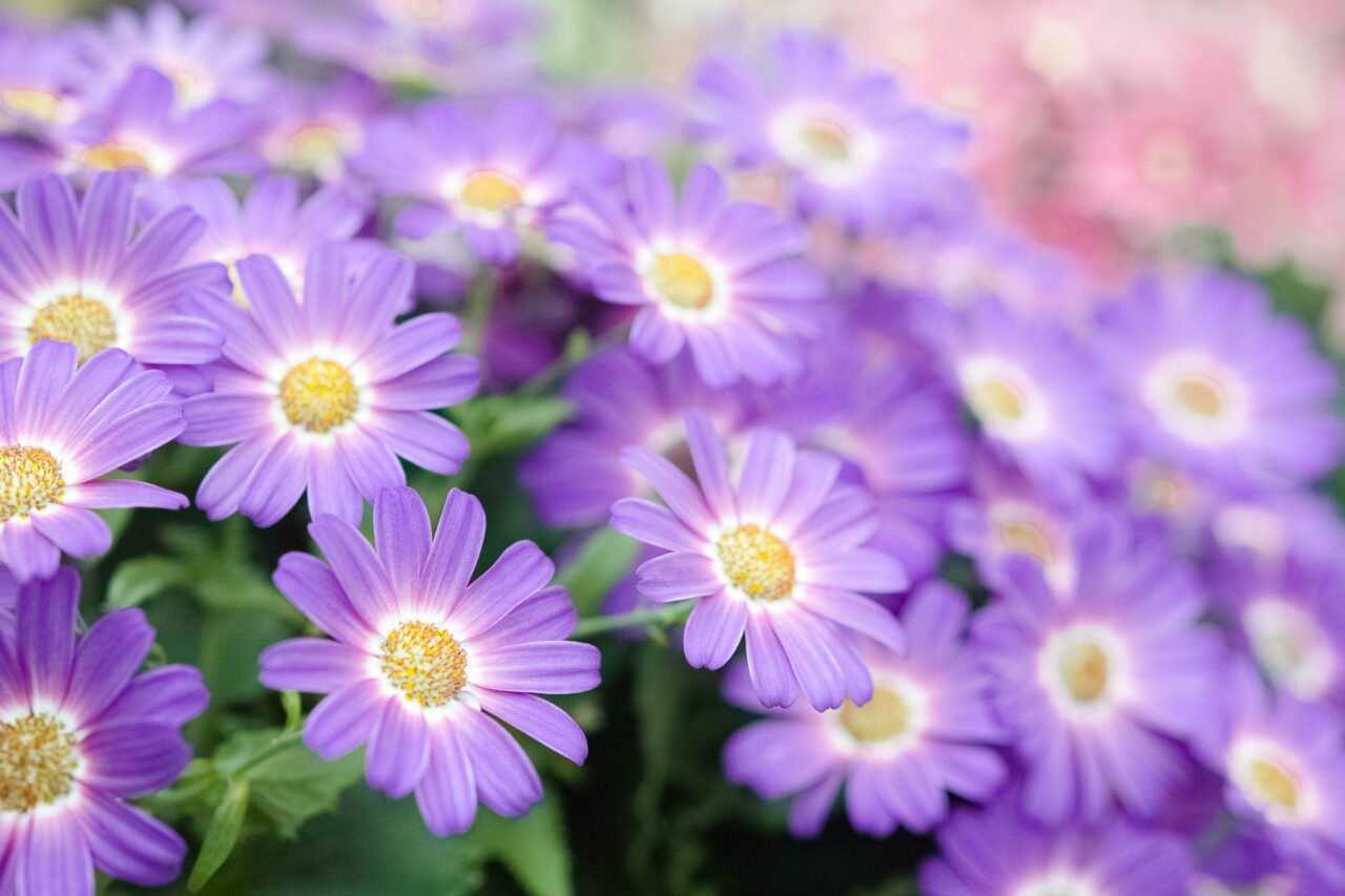 星が丘ガーデニングコンテスト